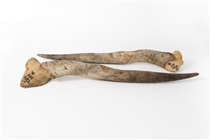 Image description is not available for 2007.4.1